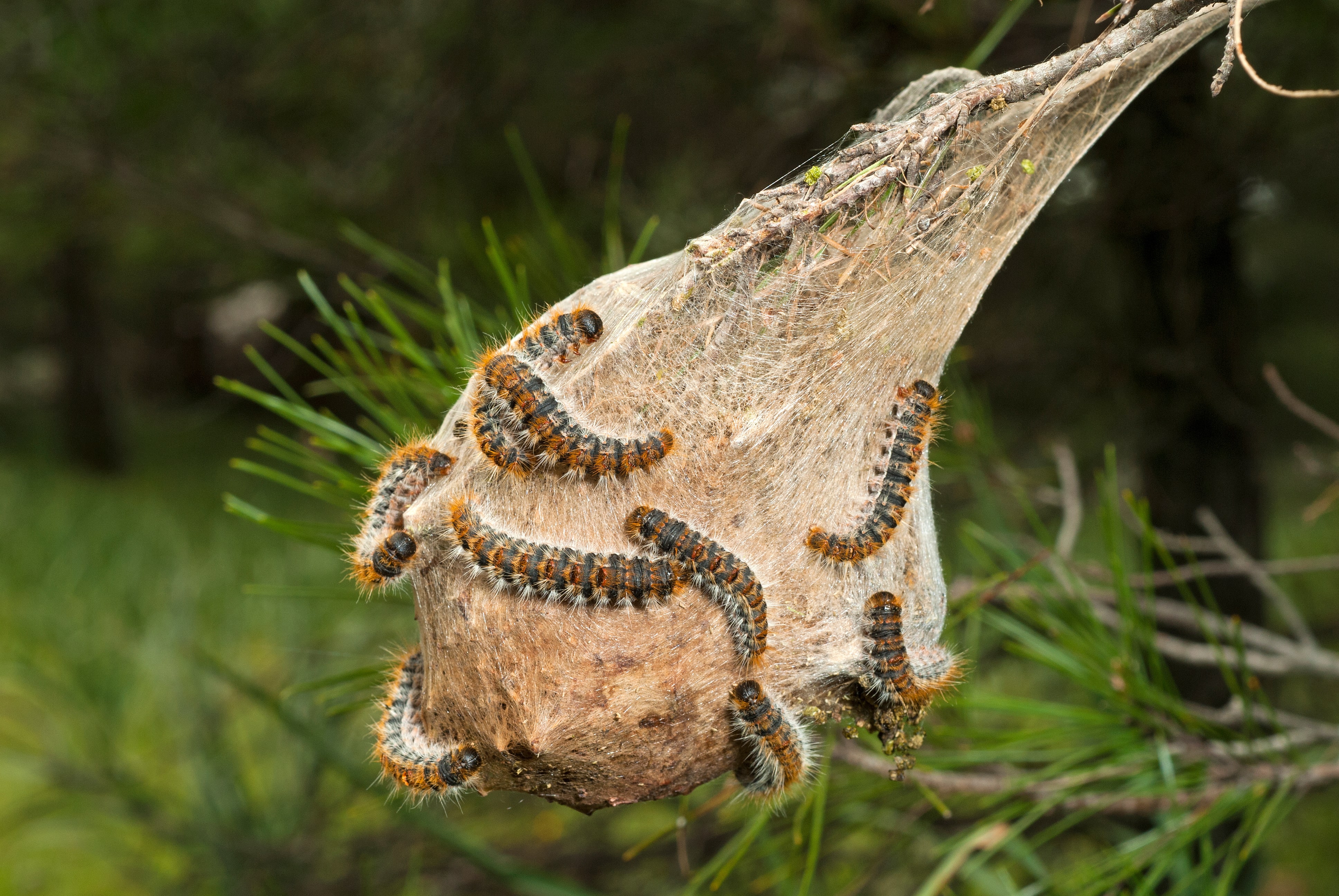 Chenilles processionnaires - nid