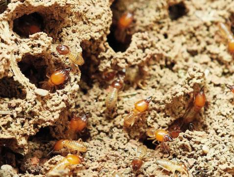 Termites