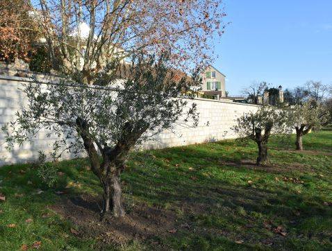 Oliviers Parc de la Mairie