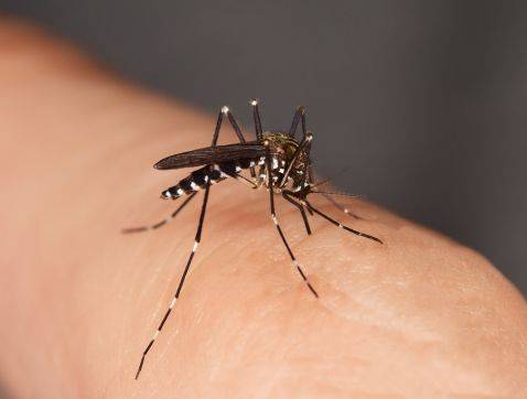 Bilan moustique tigre 2023