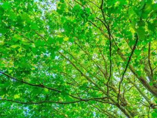 fraîcheur arbre