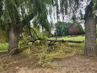 Arbre malade octobre 2024
