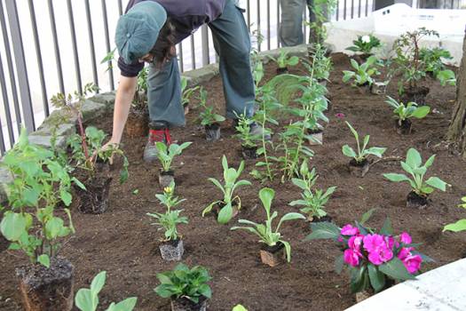 plantation parterre devant la mairie
