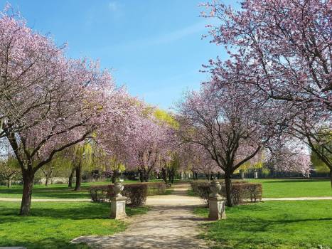 Parc de la mairie au printemps