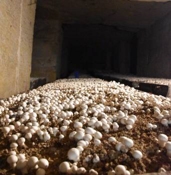 Champignonnière Vang à Carrières-sur-Seine