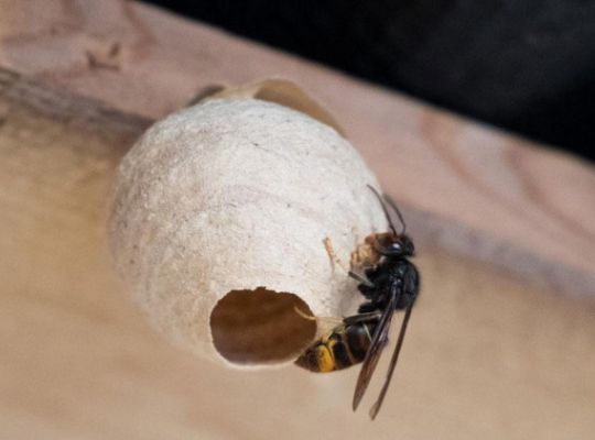 Frelon asiatique