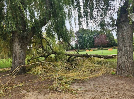 Arbre malade octobre 2024