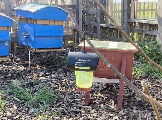 Pièges contre le frelon asiatique - API Carrières