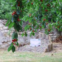 verger de la ferme à Riant