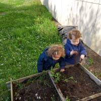 Initiation au jardinage 