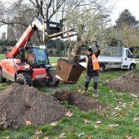 Plantations d'arbres - Parc de la Mairie