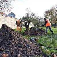 Plantations d'arbres - Parc de la Mairie