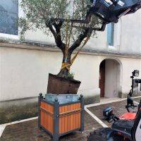 Olivier - Parvis de l'Eglise