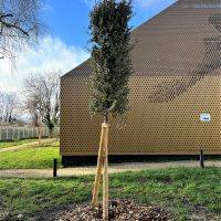 Plantations d'arbres - Complexe sportif des Amandiers