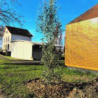 Plantations d'arbres - Complexe sportif des Amandiers