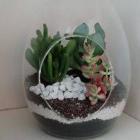 Terrarium Oeuf