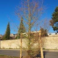 Plantations d'arbres - Quai Charles-de-Gaulle