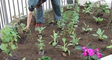 plantation parterre devant la mairie