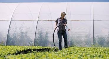 arrosage plantes sous serre