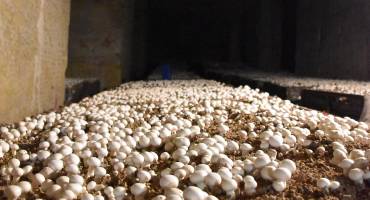 Champignonnière Vang à Carrières-sur-Seine