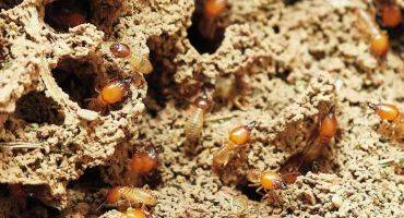 Termites