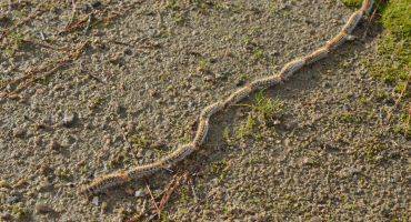 Chenilles processionnaires