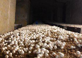 Champignonnière Vang à Carrières-sur-Seine