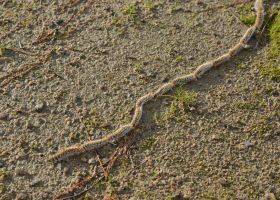 Chenilles processionnaires